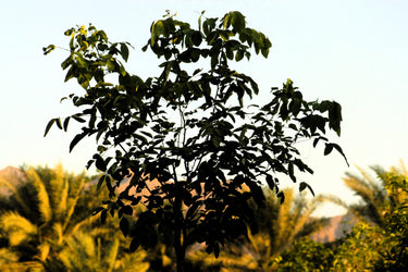 Cassia Tree - Cassia Fistula - Golden Shower Tree